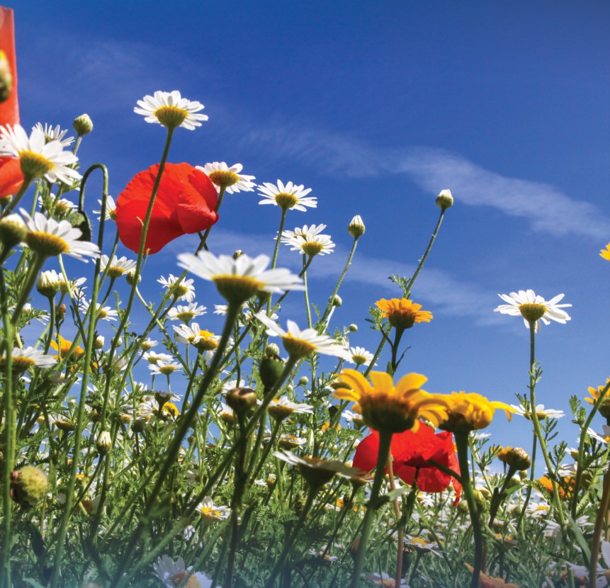 ground-level view of daisies and poppies reaching toward a sunny blue sky