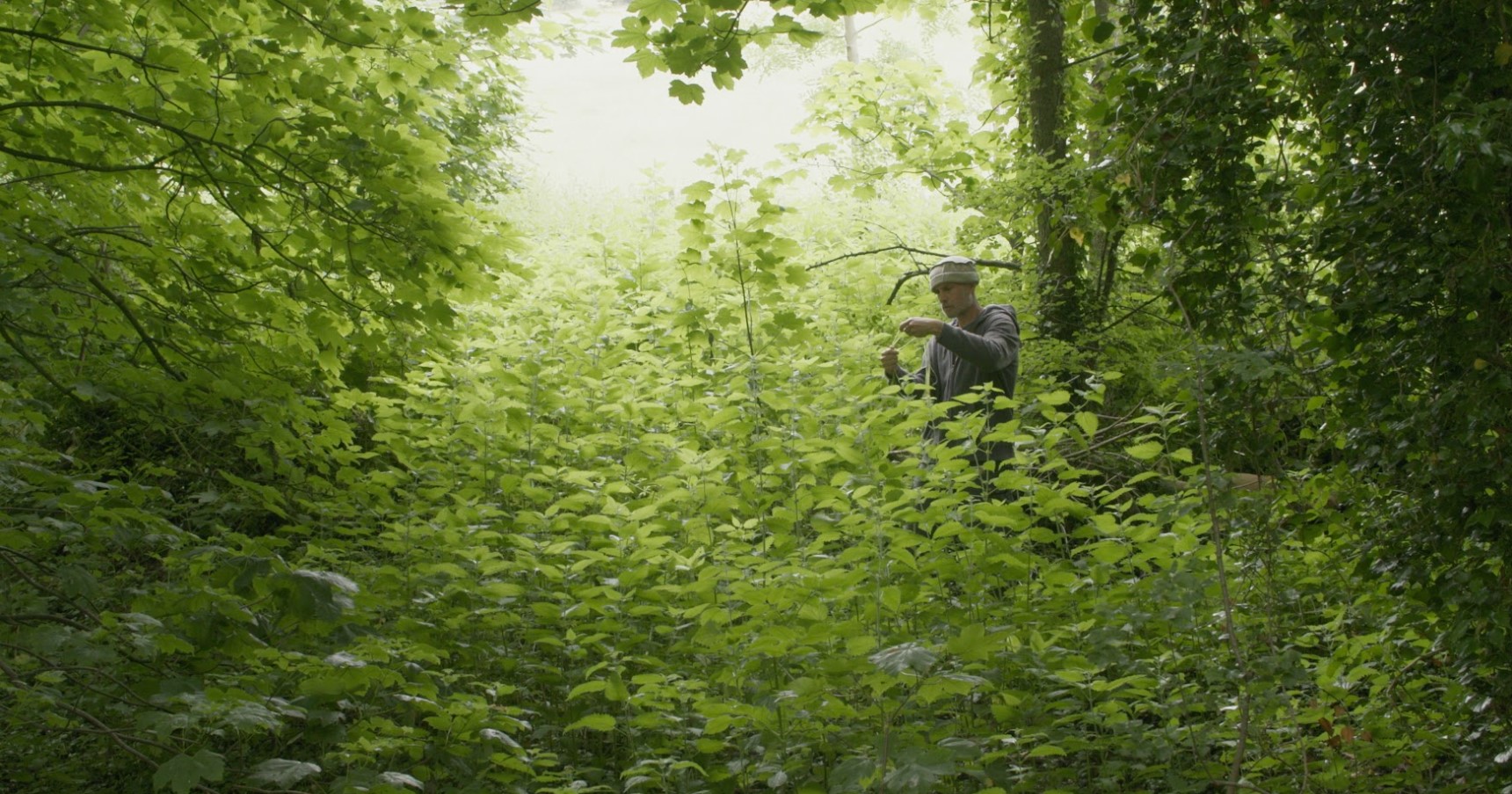 Allan Brown inspecting a tall area of nettles surrounded by lush green trees