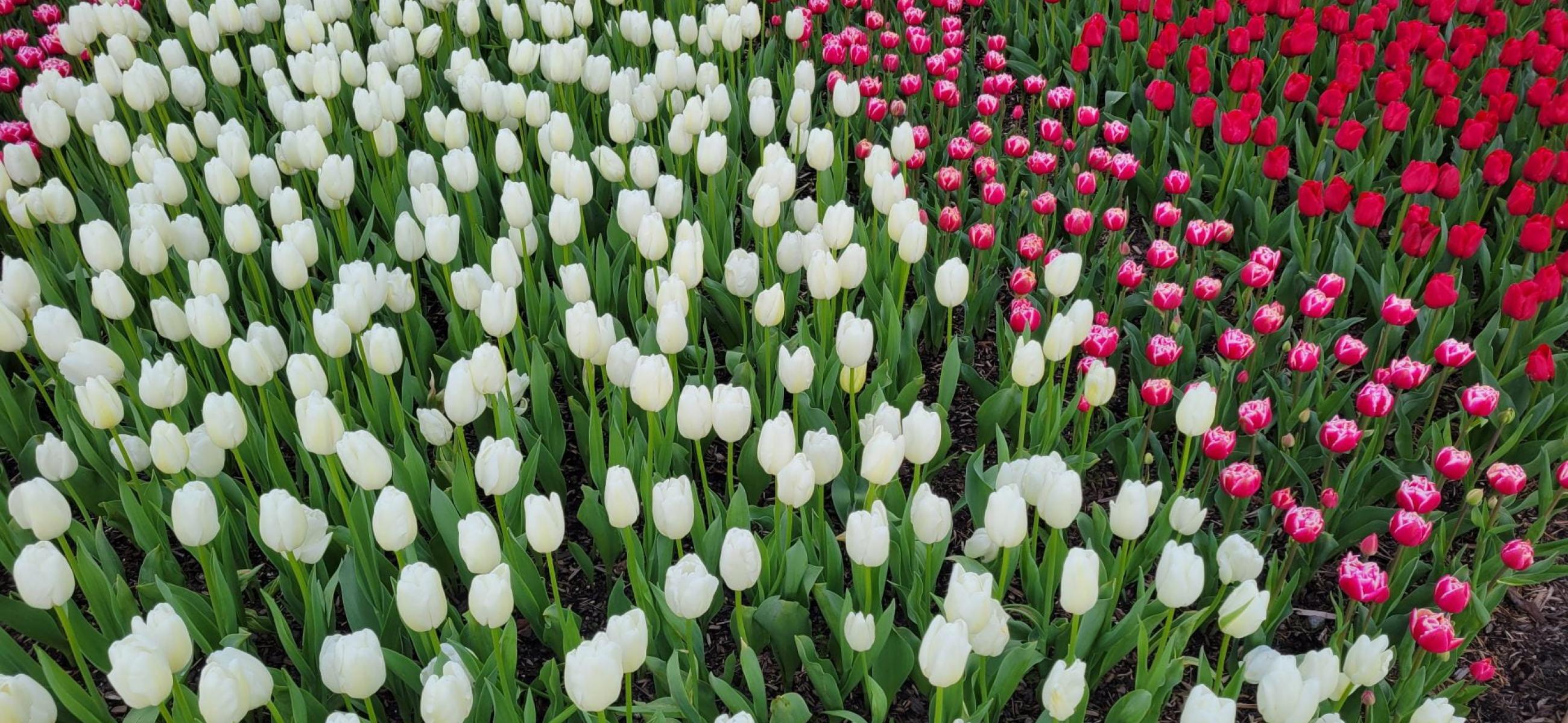 Endless rows of different-colored tulips curve to the right