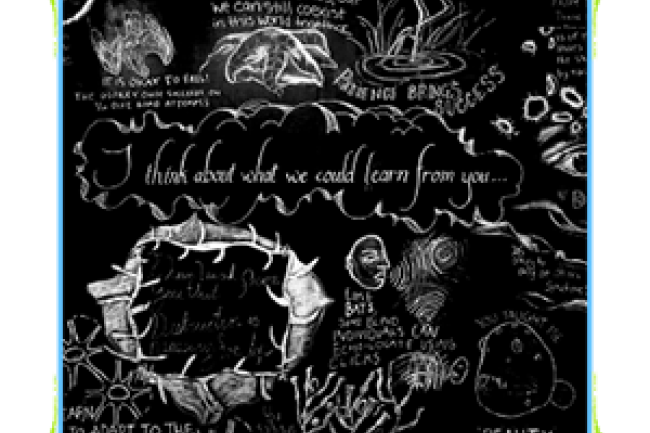 text and scientific drawings of plants and marine life fill a chalkboard