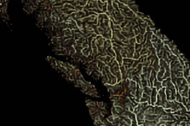 densely spaced green and brown wiggly lines showing waterflow on an island
