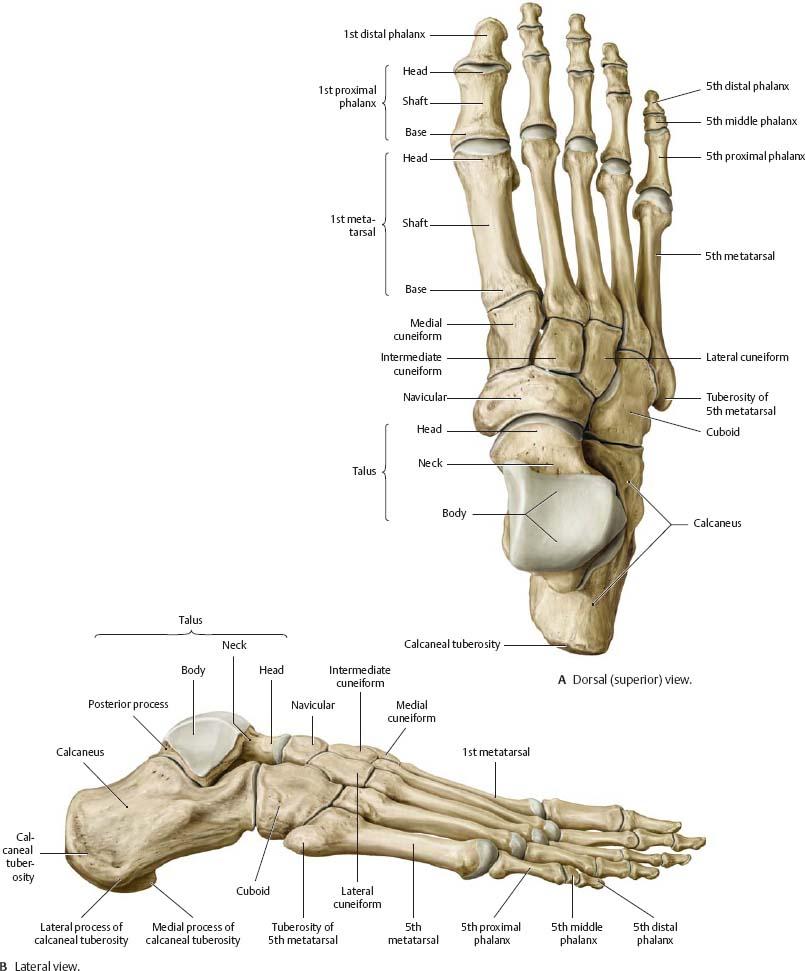 anatomical diagram of foot bones