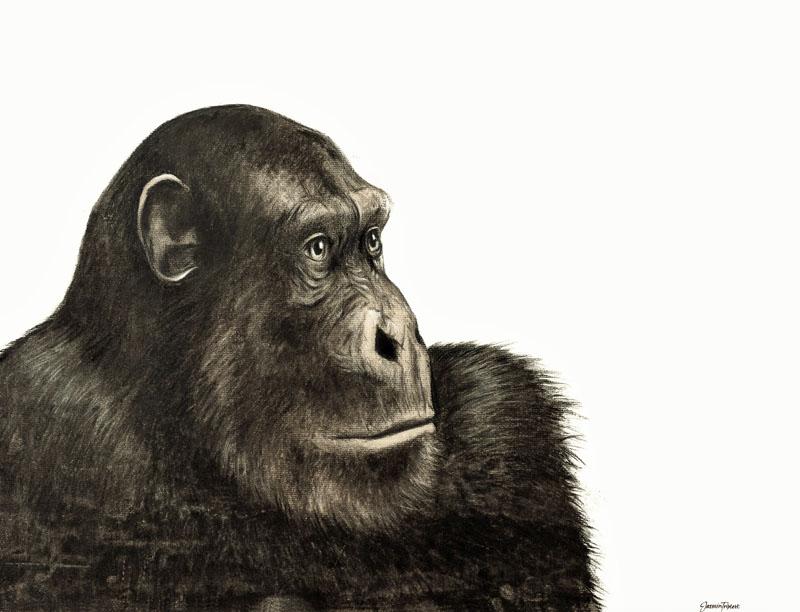 Student artwork on display in Advising Center - in this case, a drawing of a thoughtful chimp