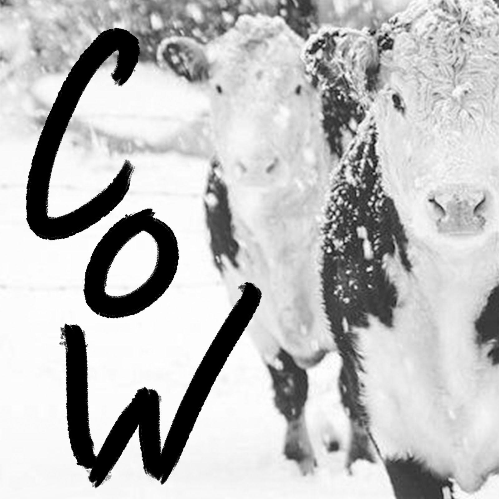 some cows in the snow and the word "cow" written with a felt tip pen