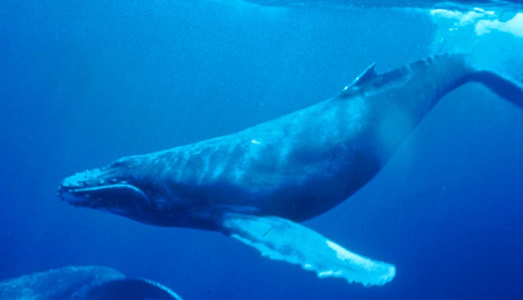 a humpback whale is under the water
