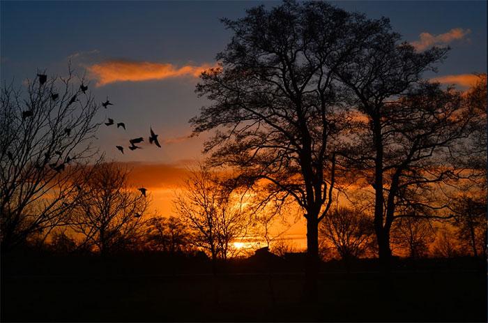 a tree silhoutted against a golden sunset and a darkening sky above