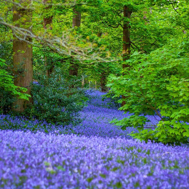 Field of bluebells rolling through a forest of maple trees and holly bushes