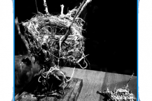 black and white photo of a nest held up with twigs on a table