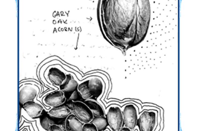 realistic illustration of an acorn and acorn shells. Handwritten words read Gary Day Acorn(s) with an arrow pointing to the shells
