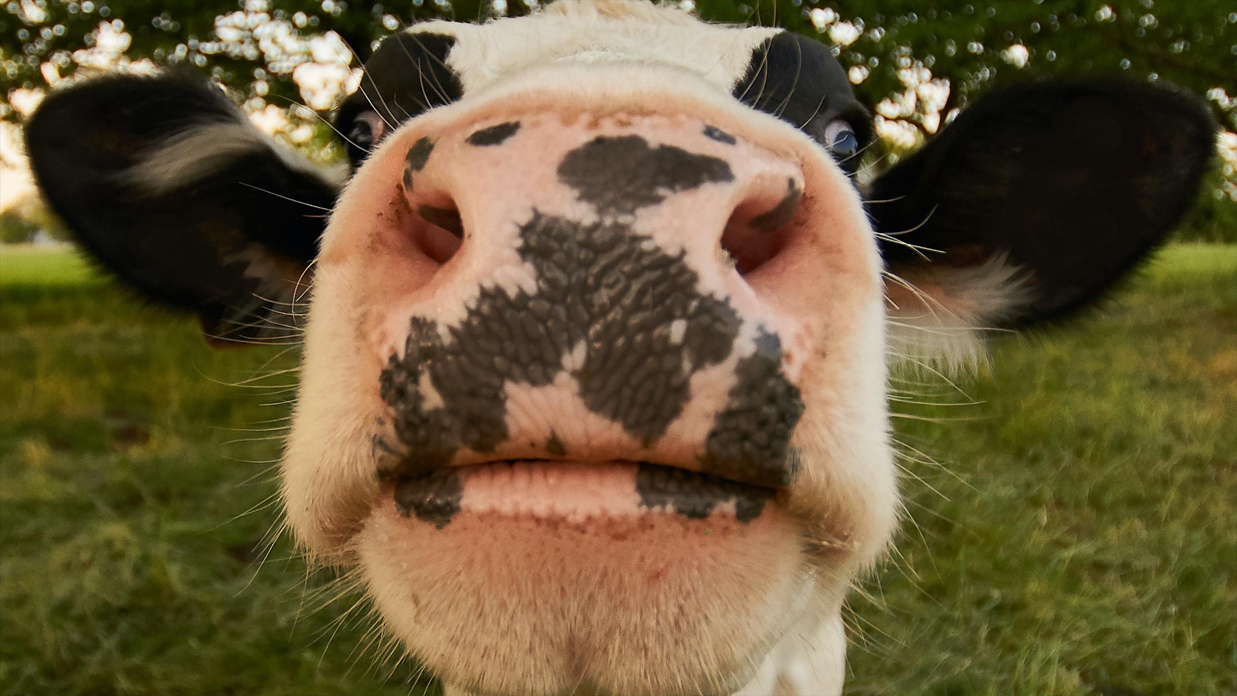 personal view of a curious cow sniffing the camera