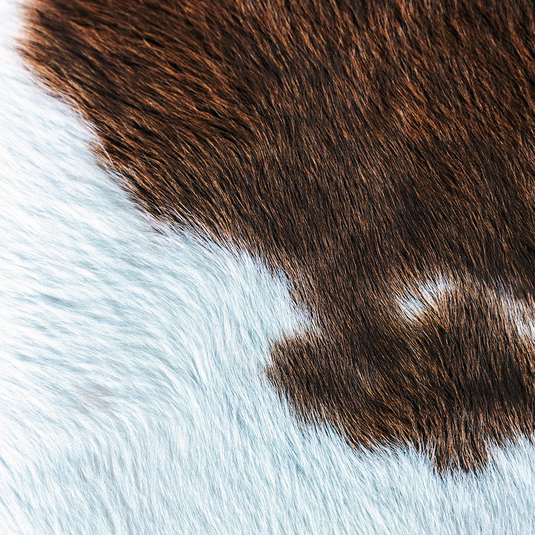 textural close-up cow fur, where two contrasting colors meet
