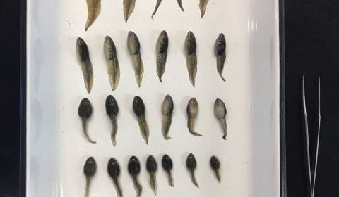tadpoles in various stages of development arranged in orderly rows in a plastic container with tweezers nearby