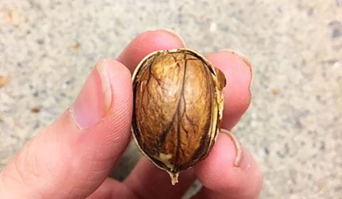 close up of a peeled acorn in someone's hand